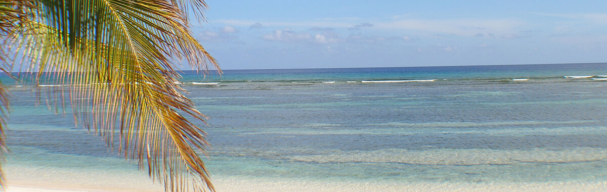 Palm tree hanging over a Cayman Island beach