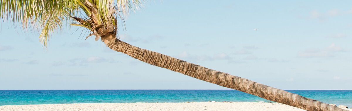 Barbados beach palm tree